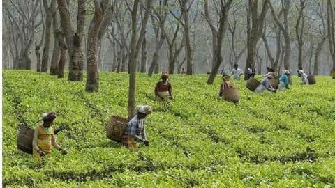 Assam launches incentive scheme to boost orthodox, specialty tea production Assam launches incentive scheme to boost orthodox, specialty tea production
