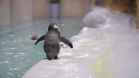 Mumbai: Byculla zoo welcomed two penguin chicks this year Mumbai: Byculla zoo welcomed two penguin chicks this year