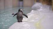 Mumbai: Byculla zoo welcomed two penguin chicks this year