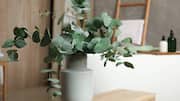 How to grow eucalyptus indoors