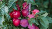 Sweet Swiss fruit preserves you should try