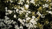 Want a thriving sweet woodruff plant? Read this