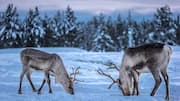 Why Sweden is a must-visit for wildlife lovers 