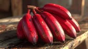 Surprising health benefits of red bananas
