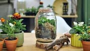 How to make a terrarium for your home 