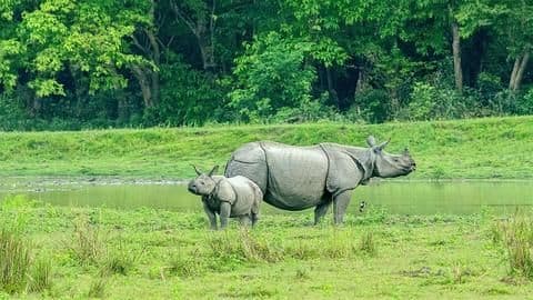 Over 64,000 tourists have visited Kaziranga since October 21 Over 64,000 tourists have visited Kaziranga since October 21