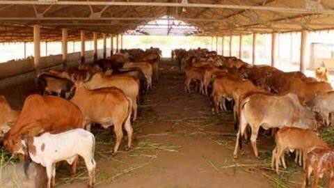 Uttar Pradesh: Oximeters, thermal scanners in gaushalas Uttar Pradesh: Oximeters, thermal scanners in gaushalas