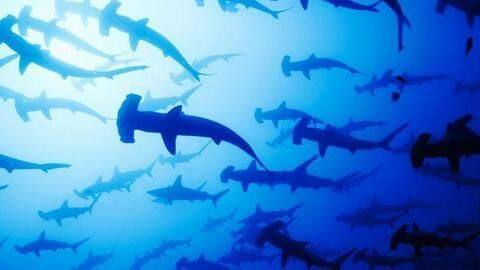 Population of oceanic sharks and rays declines by 70 percent Population of oceanic sharks and rays declines by 70 percent