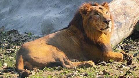 Man critical after being attacked by lion at Alipore Zoo Man critical after being attacked by lion at Alipore Zoo