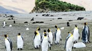 The best places to see penguins in the wild