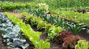 Growing a vegetable garden? Start with these AI tools 