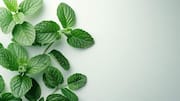 Why wellness enthusiasts are choosing mint leaves 