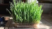 How to grow wheatgrass in containers