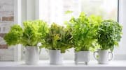 How to grow herbs in pots
