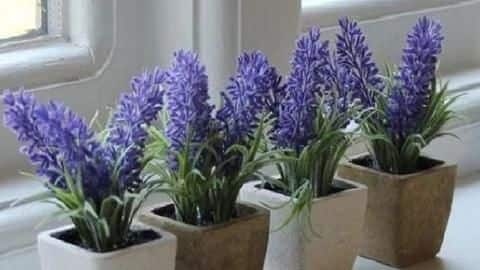 Mosquito repellent plants you can use to keep them away Mosquito repellent plants you can use to keep them away