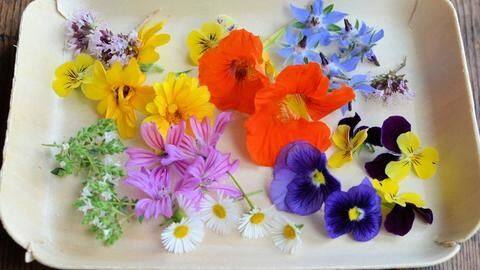 You can eat these flowers and get their benefits too! You can eat these flowers and get their benefits too!