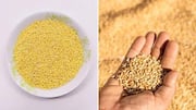 Pearl millet or wheat: Which is more nutritious?
