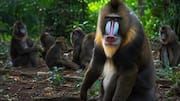 Lope National Park: A must-visit for wildlife lovers 