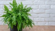How to keep indoor ferns pest-free