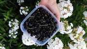 The easy way to grow blackcurrants in pots