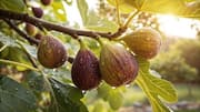 Gardening 101: How to grow dwarf fig trees 