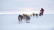 Dog sledding in Norway's Arctic Circle: A guide