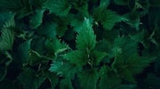 Nettle: The overlooked herb with big health benefits