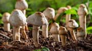 Termite mushrooms: A lesser-known delicacy