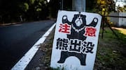 Japan's bear crisis; here's how it's tackling it