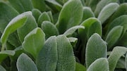 Ram's ear plant: The little-known plant with big health benefits