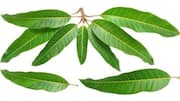 Mango leaves in cooking? Yes, and they taste delicious 