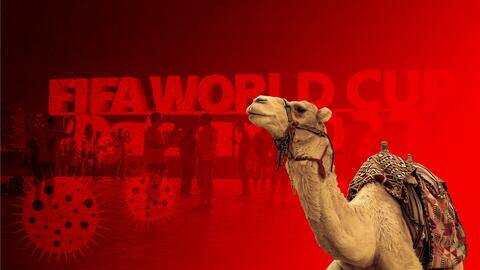 Camel flu threat looms over FIFA World Cup; advisory issued Camel flu threat looms over FIFA World Cup; advisory issued