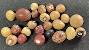What is Bambara groundnut?