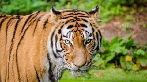 Karnataka's most photographed tiger dies of starvation Karnataka's most photographed tiger dies of starvation