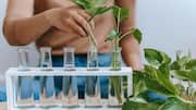 A beginner's guide to growing lemongrass in water