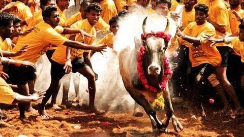 Tamil Nadu: Jallikattu allowed with curbs; check details here Tamil Nadu: Jallikattu allowed with curbs; check details here