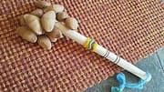 How to make a unique musical instrument from seed pods 