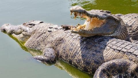 Maharashtra: Rescue centers established for crocodiles swept away by floods Maharashtra: Rescue centers established for crocodiles swept away by floods