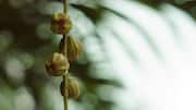 Sacha inchi: The Amazon superfood you should know about