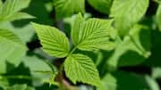 The surprising benefits of red raspberry leaves