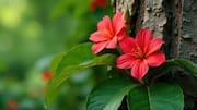 Do you know: Hibiscus bark is a superfood
