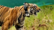 MP: Radio-collared Bandhavgarh tigress translocated to Chhindwara found poisoned