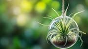 How to care for air plants