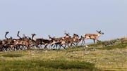 Norway's reindeer migration: An unforgettable spectacle 