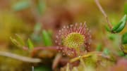 A beginner's guide to growing sundews indoors