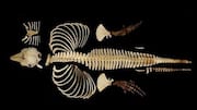 Skeleton of world's rarest marine mammal preserved digitally