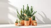 How to keep your indoor cactus healthy