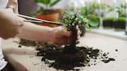 How to prune your bonsai tree
