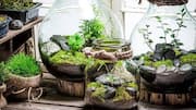 How to style a terrarium for any room 