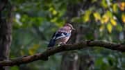 5 surprising benefits of birdwatching